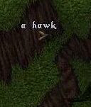 A hawk