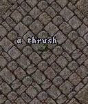 A thrush