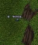 A wren