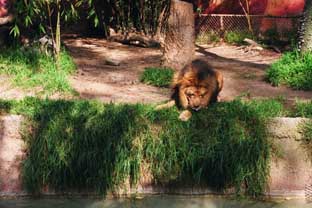 Lion resting.